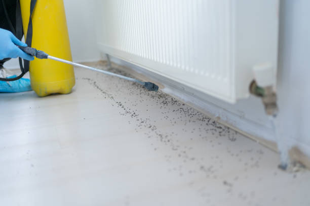 Best Affordable Pest Control Services  in Camden, SC